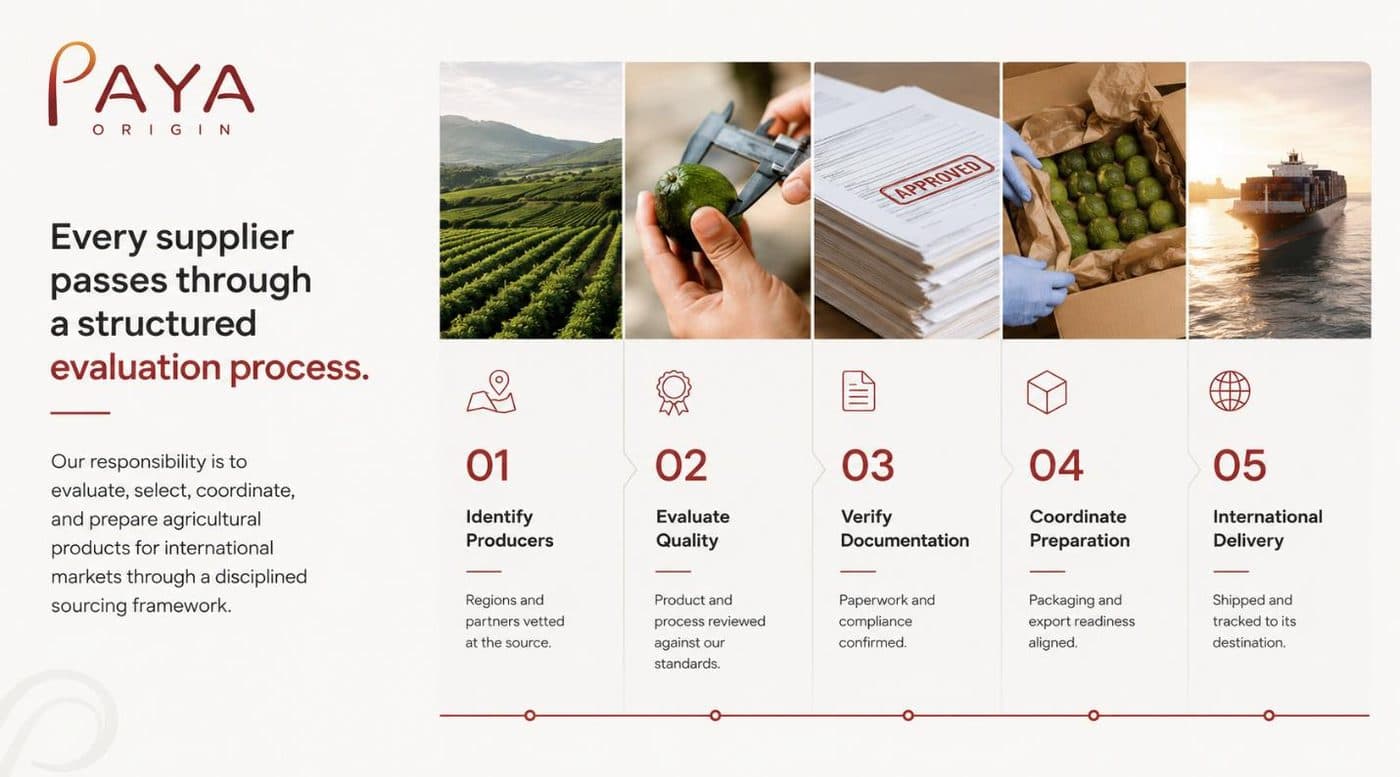 The five-step PAYA ORIGIN supplier evaluation process: identify producers, evaluate quality, verify documentation, coordinate preparation, and international delivery